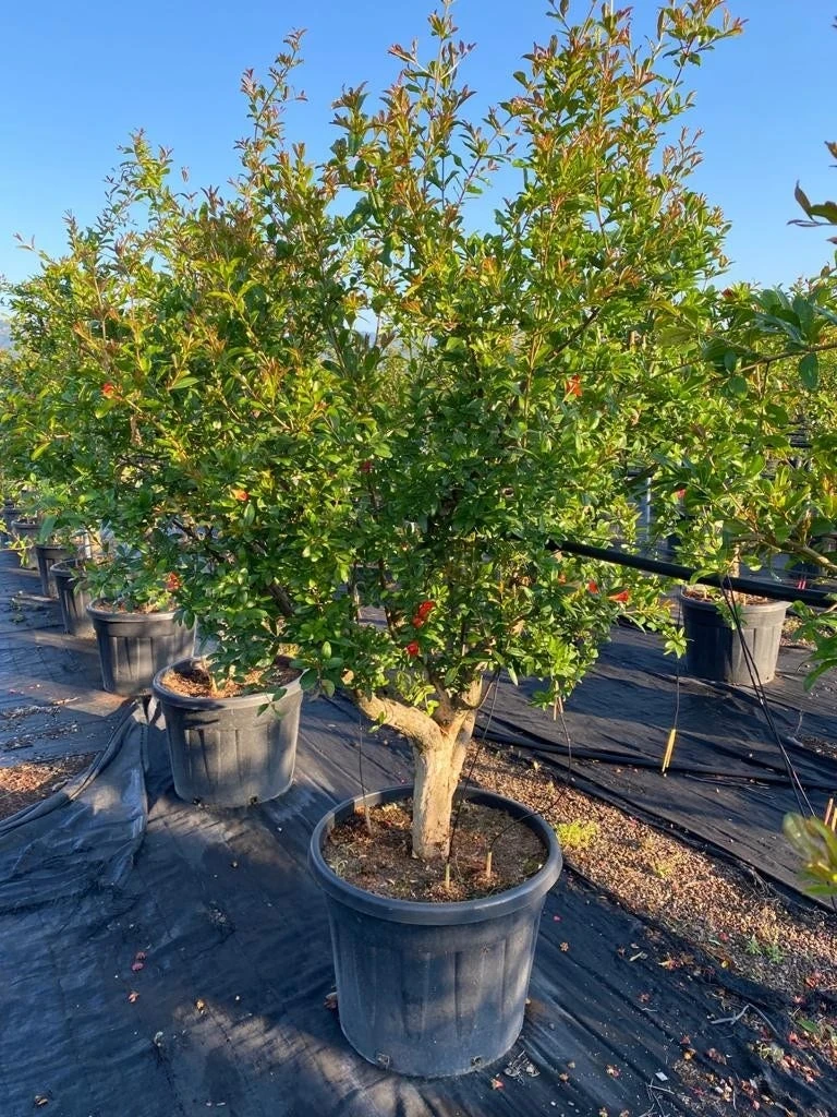 Granaatappel Als Solitair (Punica Granatum) 3 Granaatappel Als Solitair (Punica Granatum)