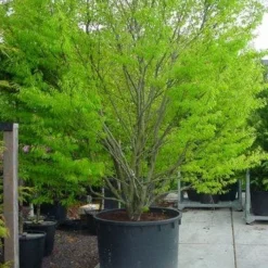 Varenbeuk (Fagus Syvatica 'Asplenifolia' ) 9 Varenbeuk (Fagus Syvatica 'Asplenifolia' ) -Tuin Puur Verkoop 132fagussyl.asplenifoliasolt 6