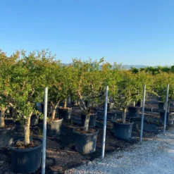 Granaatappel Als Solitair (Punica Granatum) 13 Granaatappel Als Solitair (Punica Granatum) -Tuin Puur Verkoop 15be7c66 13af 4a57 9655 a81cdb079c56 1