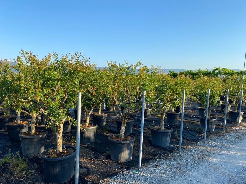 Granaatappel Als Solitair (Punica Granatum) 4 Granaatappel Als Solitair (Punica Granatum) - Afbeelding 2