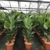 Paradijsvogelplant (Strelitzia Nicolai) -Tuin Puur Verkoop 1 1