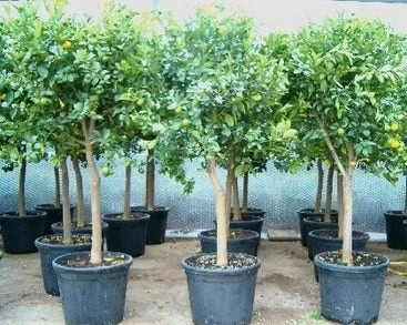 Calamondino (Citrus Calamondino) 3 Calamondino (Citrus Calamondino)