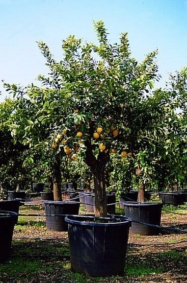 Citroen (Citrus Lemonium) 4 Citroen (Citrus Lemonium) - Afbeelding 2