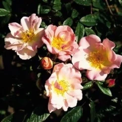 Miniklimroos (Rosa 'Open Arms') -Tuin Puur Verkoop 20060522130052 1