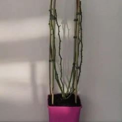 Miniklimroos (Rosa 'Perennial Blush')