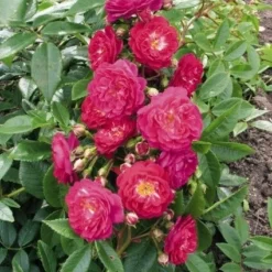 Miniklimroos (Rosa 'Perennial Blue') 7 Miniklimroos (Rosa 'Perennial Blue') -Tuin Puur Verkoop 20060522131138 1