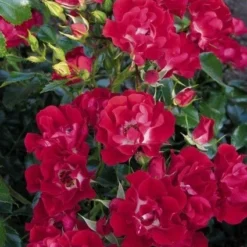 Miniklimroos (Rosa 'Rambling Rosie') 9 Miniklimroos (Rosa 'Rambling Rosie') -Tuin Puur Verkoop 20060522132020 1