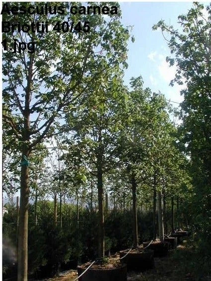 Kastanjeboom (Aesculus Carnea 'Briotii') 3 Kastanjeboom (Aesculus Carnea 'Briotii')