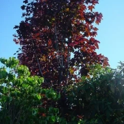 Rode Esdoorn (Acer Platanoides 'Crimson King') 16 Rode Esdoorn (Acer Platanoides 'Crimson King') -Tuin Puur Verkoop 20070701212608 19