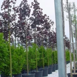 Rode Esdoorn (Acer Platanoides 'Crimson King') 17 Rode Esdoorn (Acer Platanoides 'Crimson King') -Tuin Puur Verkoop 20070701212719 19