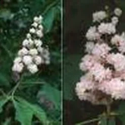 Paardenkastanje (Aesculus Hippocastanum 'Baumannii') 9 Paardenkastanje (Aesculus Hippocastanum 'Baumannii') -Tuin Puur Verkoop 20070702095331 17