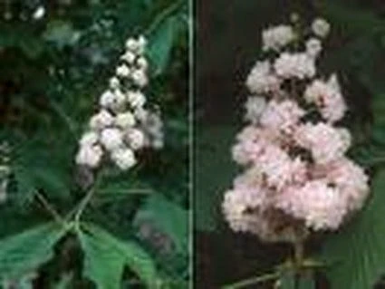 Paardenkastanje (Aesculus Hippocastanum 'Baumannii') 6 Paardenkastanje (Aesculus Hippocastanum 'Baumannii') - Afbeelding 4