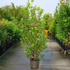 Aardbeiboom Als Struik (Arbutus Unedo) 13 Aardbeiboom Als Struik (Arbutus Unedo) -Tuin Puur Verkoop 20070704144114 7