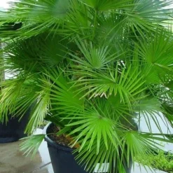Dwergpalm (Chamaerops Humilis 'Vulcano') -Tuin Puur Verkoop 20070814190943 8