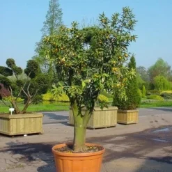 Kumquat (Citrus Kumquat) -Tuin Puur Verkoop 20070814193018 7