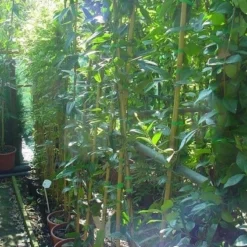 Bosrank, Groenblijvend (Clematis Armandii) 13 Bosrank, Groenblijvend (Clematis Armandii) -Tuin Puur Verkoop 20070814193958 5