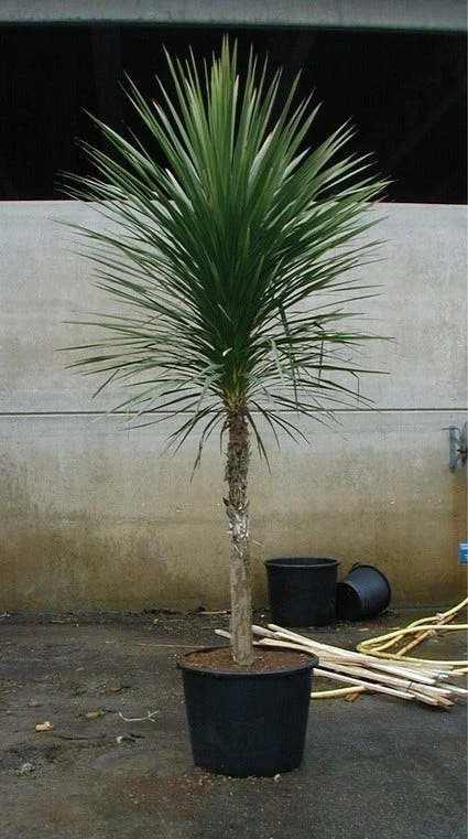 Cordyline (Cordyline Australis) 7 Cordyline (Cordyline Australis) - Afbeelding 5