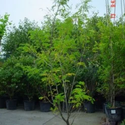 Geelbladige Christusdoorn (Gleditsia Triacanthos 'Sunburst') -Tuin Puur Verkoop 20070918224447 35 7