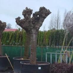 Witte Moerbei (Morus Alba) 26 Witte Moerbei (Morus Alba) -Tuin Puur Verkoop 20071010125349 11