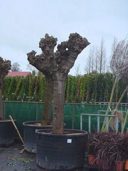 Witte Moerbei (Morus Alba) 7 Witte Moerbei (Morus Alba) - Afbeelding 5