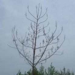 Anna Paulownaboom (Paulownia Tomentosa) 11 Anna Paulownaboom (Paulownia Tomentosa) -Tuin Puur Verkoop 20071029000302 14