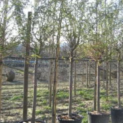 Japanse Sierkers (Prunus Sargentii)