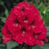 Rhododendron (Rhododendron 'Lord Roberts') -Tuin Puur Verkoop 20071114152649 2