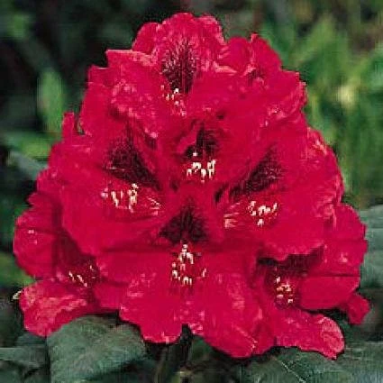 Rhododendron (Rhododendron 'Lord Roberts') 3 Rhododendron (Rhododendron 'Lord Roberts')