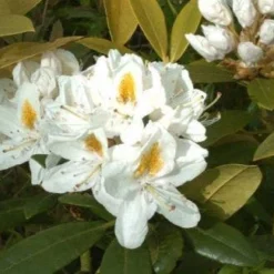 Rhododendron (Rhododendron 'Madame Masson')