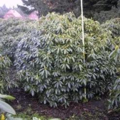 Rhododendron (Rhododendron Catawbiense 'Boursault') 14 Rhododendron (Rhododendron Catawbiense 'Boursault') -Tuin Puur Verkoop 20071119223754 16