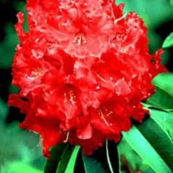 Rhododendron (Rhododendron 'Markeeta's Prize')