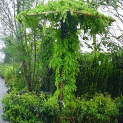 Blauwe Regen (Wisteria Sinensis) 14 Blauwe Regen (Wisteria Sinensis) -Tuin Puur Verkoop 20071130090736 20