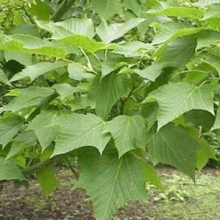 Slangenbast Esdoorn Als Boom (Acer Capillipes) 7 Slangenbast Esdoorn Als Boom (Acer Capillipes) -Tuin Puur Verkoop 20071210101445 3