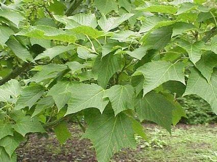 Slangenbast Esdoorn Als Boom (Acer Capillipes) 5 Slangenbast Esdoorn Als Boom (Acer Capillipes) - Afbeelding 3