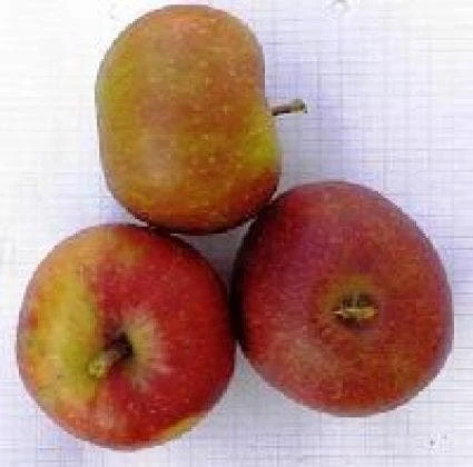 Appelboom (Malus Domestica 'Rode Boskoop') 5 Appelboom (Malus Domestica 'Rode Boskoop') - Afbeelding 3