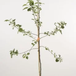 Appelboom (Malus Domestica 'Jonagold') 6 Appelboom (Malus Domestica 'Jonagold') -Tuin Puur Verkoop 20080312134148 5