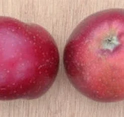 Appelboom (Malus Domestica 'Sterappel') 7 Appelboom (Malus Domestica 'Sterappel') -Tuin Puur Verkoop 20080312135122 4