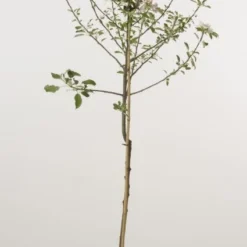 Appelboom (Malus Domestica 'Cox's Orange') 7 Appelboom (Malus Domestica 'Cox's Orange') -Tuin Puur Verkoop 20080312144237 2