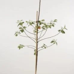 Appelboom (Malus Domestica 'Lena')