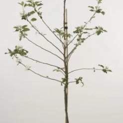 Lei-Appel (Malus Domestica 'Cox's Orange') -Tuin Puur Verkoop 20080318090058 1