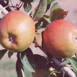 Appelboom (Malus Domestica 'Braeburn') 7 Appelboom (Malus Domestica 'Braeburn') -Tuin Puur Verkoop 20080318091048 1 1