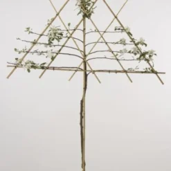 Lei-Appel (Malus Domestica 'Cox's Orange') -Tuin Puur Verkoop 20080318091143 1