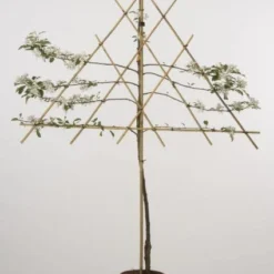 Lei-Appel (Malus Domestica 'Cox's Orange') -Tuin Puur Verkoop 20080318093506 1