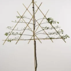 Lei-Appel (Malus Domestica 'Cox's Orange') -Tuin Puur Verkoop 20080326220814 1