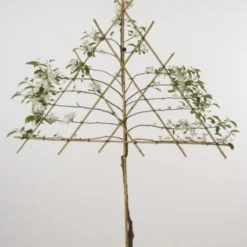 Lei-Appel (Malus Domestica 'Cox's Orange') -Tuin Puur Verkoop 20080326222237 1