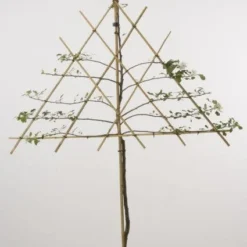 Lei-Appel (Malus Domestica 'Cox's Orange') -Tuin Puur Verkoop 20080326222553 1