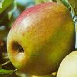 Lei-Appel (Malus Domestica 'Rode Boskoop') 7 Lei-Appel (Malus Domestica 'Rode Boskoop') -Tuin Puur Verkoop 20080326222940 1