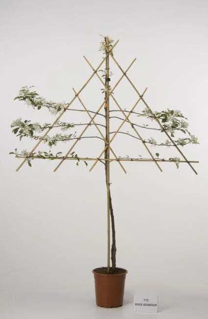 Lei-Appel (Malus Domestica 'Rode Boskoop') 3 Lei-Appel (Malus Domestica 'Rode Boskoop')