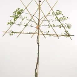 Lei-Appel (Malus Domestica 'Cox's Orange') -Tuin Puur Verkoop 20080326223921 1