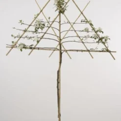 Lei-Appel (Malus Domestica 'Cox's Orange') -Tuin Puur Verkoop 20080326224211 1